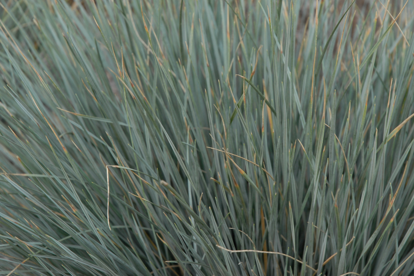 Blue Oat Grass